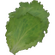 Lettuce
