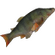 Sewer fish